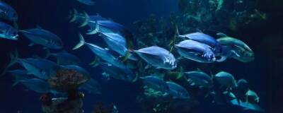 Ученые из Корнелльского университета: рыбы используют разные звуки при коммуникации
