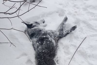 В Воронежской области догхантеры жестоко убивают собак и оставляют их на окровавленном снегу