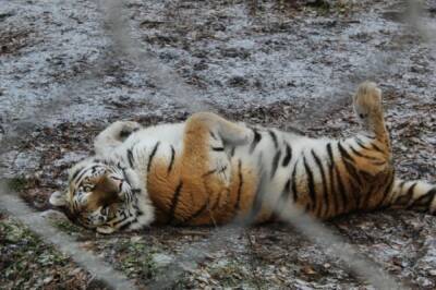 В Приморье пресекли продажу дериватов амурского тигра