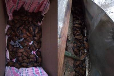 В Днепре 700 летучих мышей поселили в холодильнике, фото: в чем причина