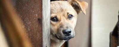 Жители Лисок пожаловались на массовое убийство собак