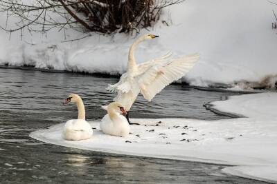 Тамбовскому фотографу удалось запечатлеть зимующих на Цне лебедей