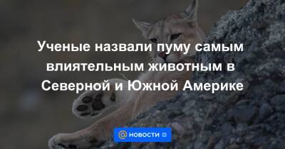 Екатерина Гура - Ученые назвали пуму самым влиятельным животным в Северной и Южной Америке - news.mail.ru