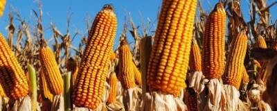 Phus.org: американские ученые занимаются исследованием генетических особенностей кукурузы