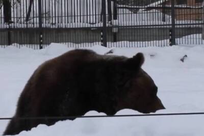Пензенский зоопарк показал не спящих медведей