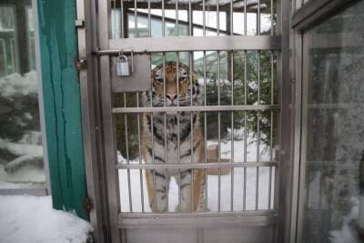 Тигрица из Ленинградского зоопарка стала оракулом Олимпийских игр в Пекине