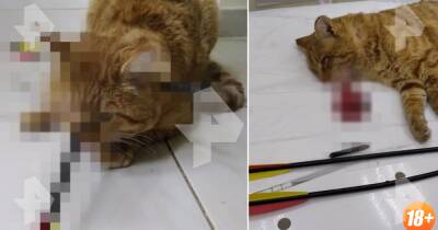 Кот выжил после того, как в него запустили две стрелы из арбалета