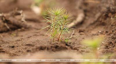 За прошлый год в Минске высадили 54 тыс. деревьев и 475 тыс. кустарников