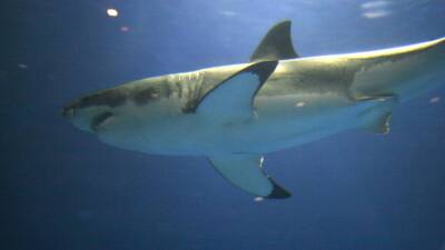 Ученые Калифорнийского университета считают, что мегалодон был похож на ламнидных акул
