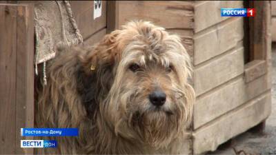 Дончане обеспокоены проблемой бездомных собак. Репортаж