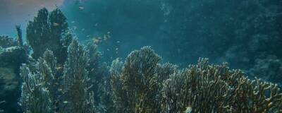 Science Advances: две трети видов обитателей морского дна еще не известны науке