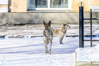 Следователи начали проверку из-за нападения собак на пенсионерку в Чите