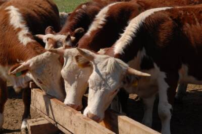 В Хабаровский край незаконно привезли 6 коров