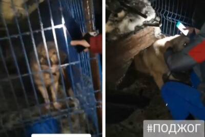 Приют для собак «Сибирский алабай» сгорел в Новосибирске
