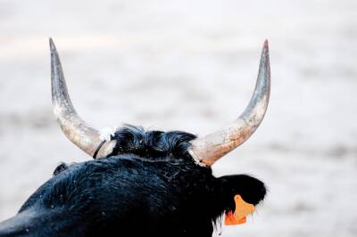 Новосибирский краевед Голодяев предложил быка в качестве символа новогодней столицы