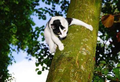 В Приозерске спасатели сняли с дерева дворовую кошку