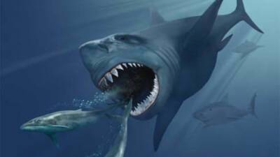 Американские ученые: Науке неизвестно, как на самом деле выглядела акула мегалодон