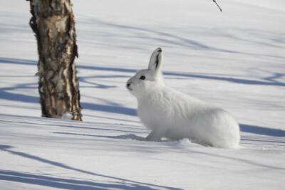 В Волгоградской области 6 февраля закончилась охота на зайца-русака