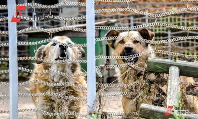 В Нижнем Тагиле построят приют для бездомных собак