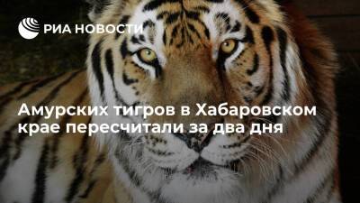 Амурских тигров в Хабаровском крае пересчитали за два дня во время госмониторинга