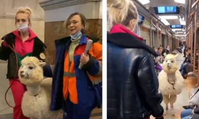 Сотрудницу, которая пропустила пассажирку с альпакой в метро, уволили