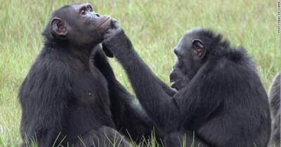 Почти как люди. Шимпанзе научились лечить друг друга с помощью толченых жуков