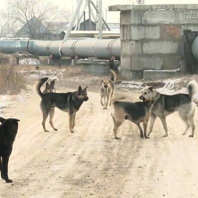 Собаки напали на двухлетнюю девочку в поселке Нагорный на Камчатке