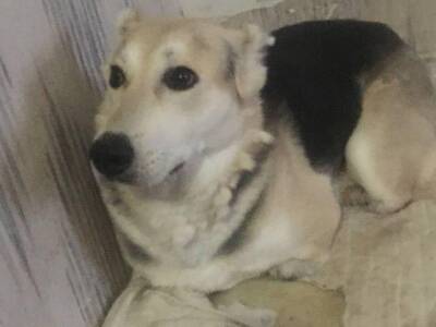 Хозяйка горевшего в Новосибирске приюта «Сибирский Алабай» рассказала о состоянии безлапого пса Лучика