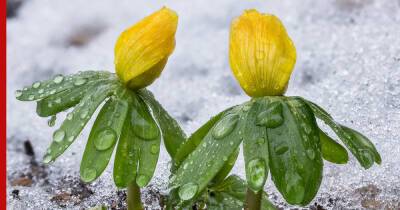 Зацветут уже в марте: 7 красивых цветов для весеннего сада - profile.ru