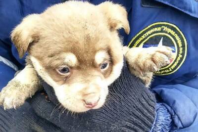 В Новошахтинске спасли щенка, провалившегося в подвал «заброшки»