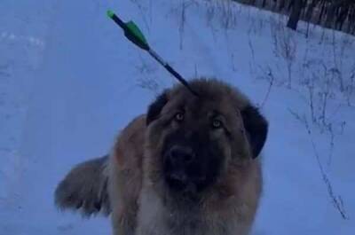 В Госдуме подключились к расследованию случаев расстрела животных из арбалета в Восточной Сибири