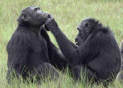 Шимпанзе умеют обрабатывать раны — ученые