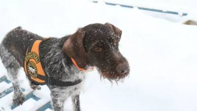 Гретта из Казани – лучшая служебная собака-спасатель России в 2021 году