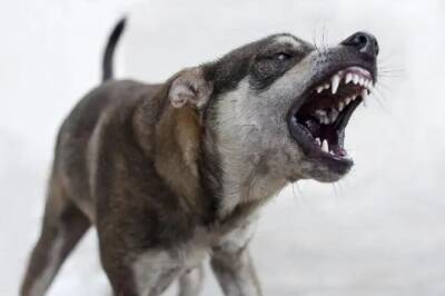 Бездомная собака напала на жителя Бора