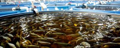 В Астраханском техническом университете разрабатывают инновационный корм для рыбы