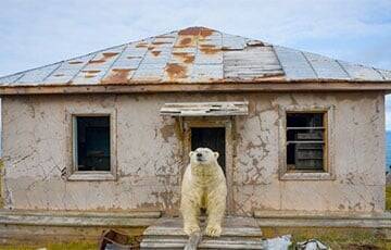 Белые медведи облюбовали заброшенную метеостанцию в Чукотском море
