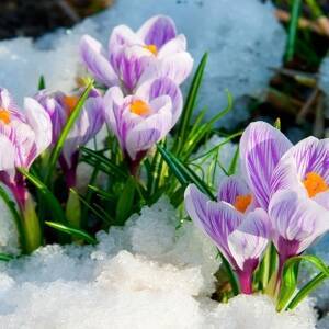 Какая весна будет в Украине: прогноз
