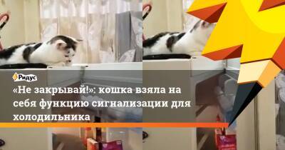 «Не закрывай!»: кошка взяла на себя функцию сигнализации для холодильника