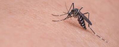 Nature Communications: комарам нравятся красный, оранжевый, голубой и черный цвета