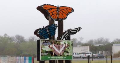 В США закроют Центр сохранения бабочек из-за теории заговора фанатов Трампа
