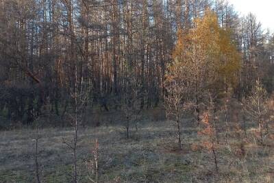 В Воронежской области обнаружен очаг заражения сосновых насаждений