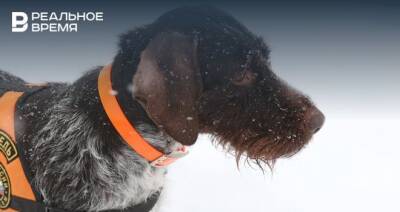 Служебная собака Казанского поисково-спасательного отряда стала лучшей в России