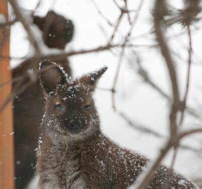 Фото: кенгуру из Ленинградского зоопарка открыли для себя русскую зиму