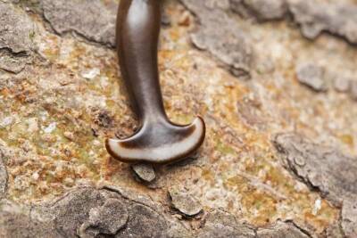Ученые обнаружили в Европе странного плоского червя и назвали его в честь коронавируса и мира