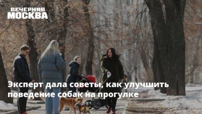 Эксперт дала советы, как улучшить поведение собак на прогулке - vm.ru
