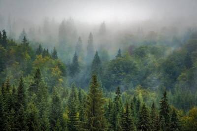 Китай построил ловитель углерода, заменяющий 9 миллионов деревьев и мира