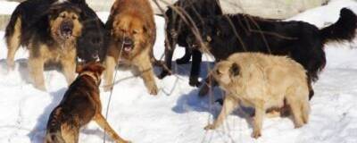 В Шарье Костромской области бродячие собаки терроризируют местных жителей