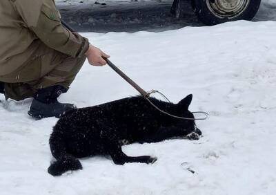 После нападения на женщину в рязанском поселке Искра отловили собак