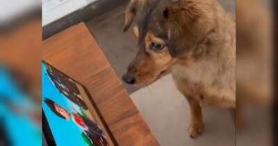 Не реагує навіть на ласощі: собака-фанат мультсеріалу «Щенячий патруль» насмішив мережу (відео)