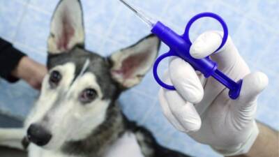 Радикальные меры: как власти Приморья решились на обязательное чипирование собак